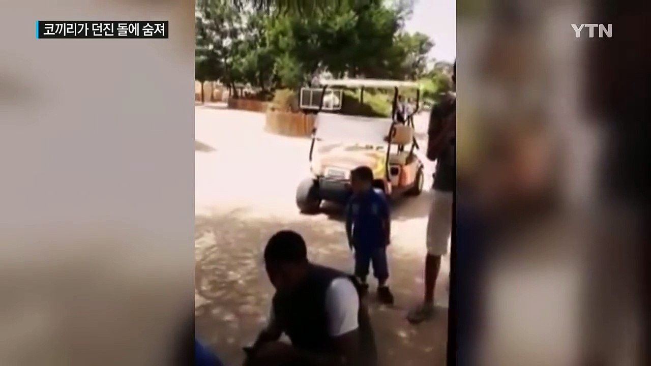 '동물원 갔다가 날벼락'...7살 소녀, 코끼리가 던진 돌멩이 맞아 숨져 / YTN (Yes! Top News)