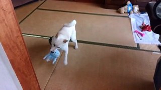 柴犬　ハク　今日も元気！