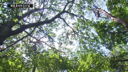 폭염 휴식처 도시 숲...도심보다 3℃ 낮아 / YTN (Yes! Top News)