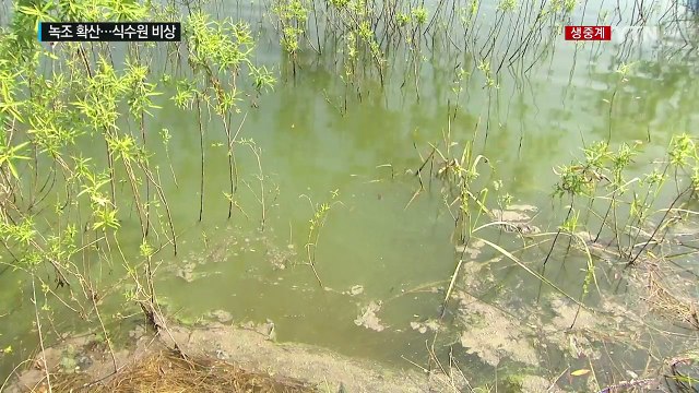 충청권 상수원 대청호 녹조...청주시 식수원 문제 없어 / YTN (Yes! Top News)
