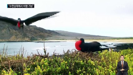 쉬지 않고 나는 새의 비밀..."수면 상태에서 비행 가능" / YTN (Yes! Top News)