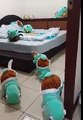 Cats in Squirtle costumes