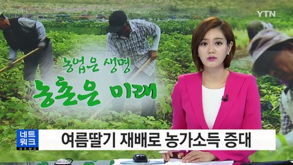 여름딸기 재배로 농가소득 증대 / YTN (Yes! Top News)