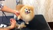 Pet Grooming for a Pomeranian - pomeranian grooming styles - pet grooming - dog grooming videos