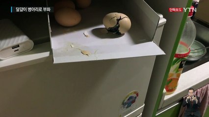 [단독] 폭염에...냉장고 위 달걀이 병아리로 부화 / YTN (Yes! Top News)
