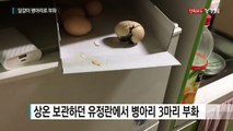 [단독] 폭염에 냉장고 위 달걀이 병아리로 부화! / YTN (Yes! Top News)
