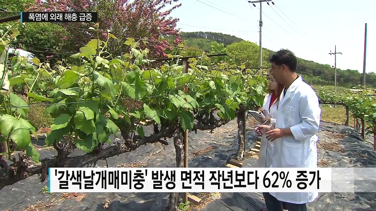 농작물 망치는 외래 해충 급증...폭염 탓 / YTN (Yes! Top News)