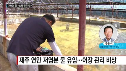 제주 해역 저염분 물...어장 관리 '빨간불' / YTN (Yes! Top News)