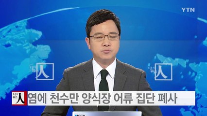 폭염에 천수만 양식장에서 어류 집단 폐사 / YTN (Yes! Top News)