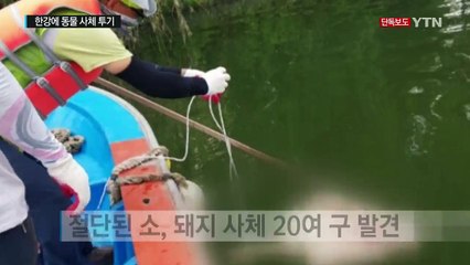 [단독] 누가 한강에 절단된 동물 사체를 버렸나 / YTN (Yes! Top News)