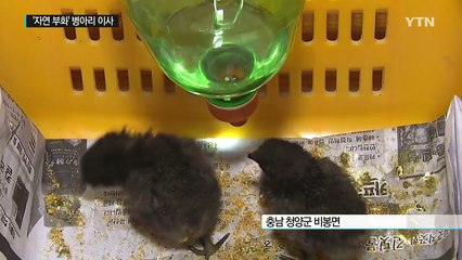 '폭염 속 자연 부화' 병아리 3마리..."시골로 이사갔어요" / YTN (Yes! Top News)