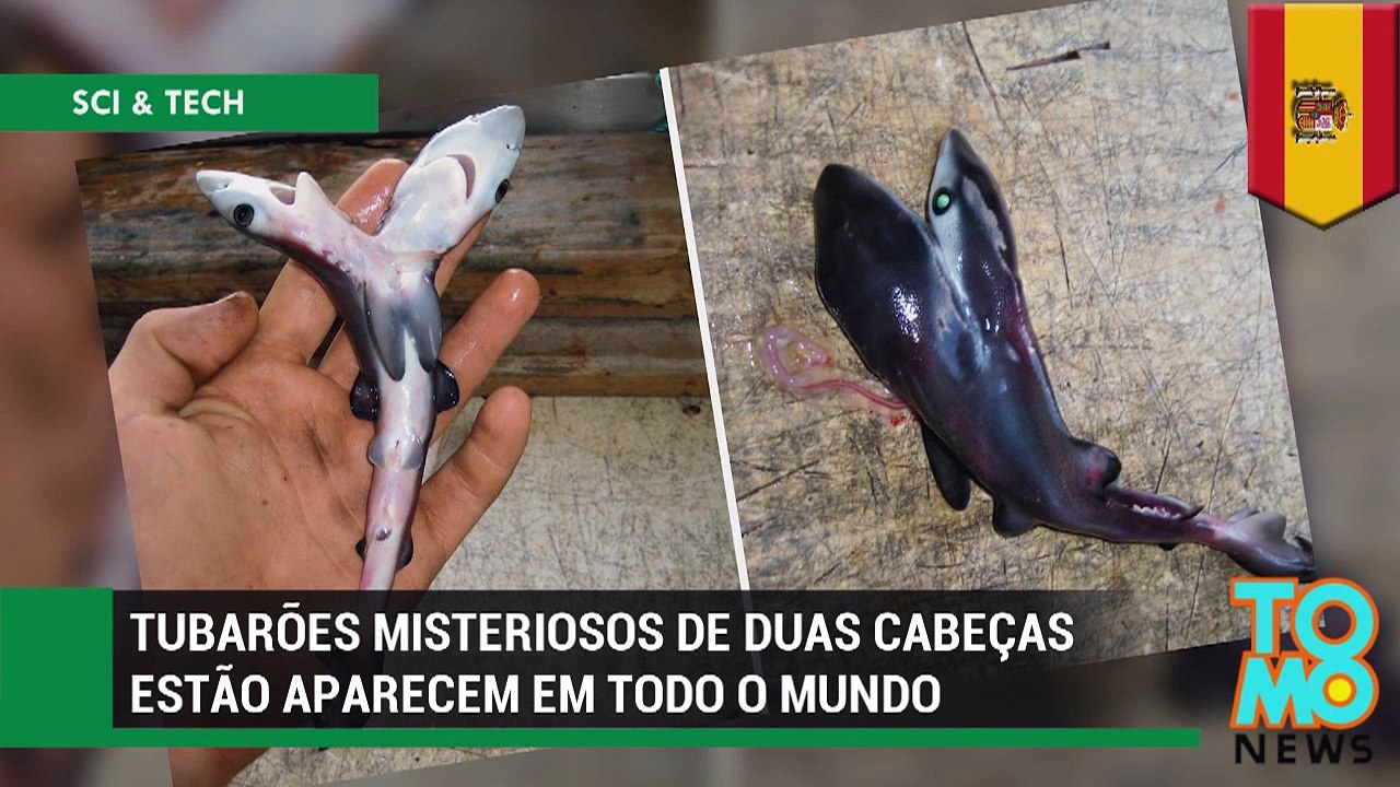 Tubarões misteriosos de duas cabeças estão aparecem em todo o mundo.
