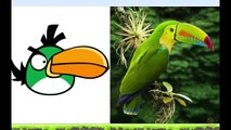 Angry Birds In Real Life - Angry Birds En La Vida Real - Angry Birds Transform into real