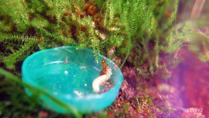 Ewiges Terrarium nach 180 Tagen-S7Ulb3y5pfs