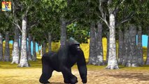 Finger Family Songs _ Gorilla VS Bear _  Kiddy Rhymes Finger Family-uj3Fd7FXLoA