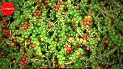 Đảo Ngọc Phú Quốc