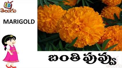 Telugu Bala Siksha - Names of Flowers - Telugu Puvvula Perlu - Learn Telugu Language-980H34ll_ck