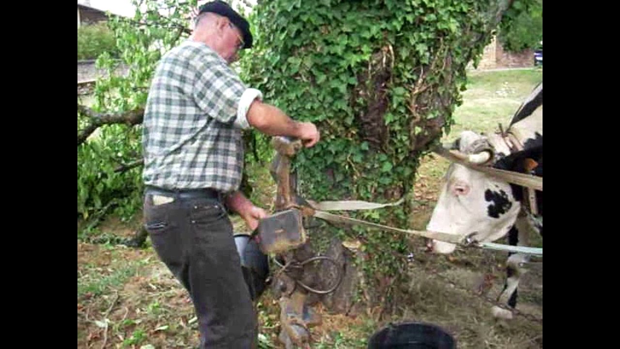 Michel Berne attelle en 2015 une paire de bovins à Chasselas (71), fête du voyage du "Char à boeufs" de Claude Brosse