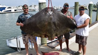 Huge Butterfly Ray Caught Surf Fishing!