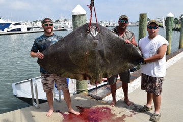 Huge Butterfly Ray Caught Surf Fishing!