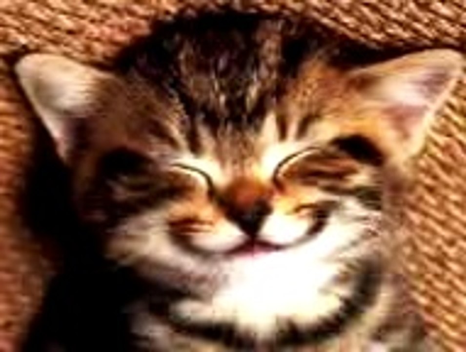 Yo Billu