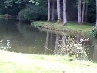 travail de golden retriever