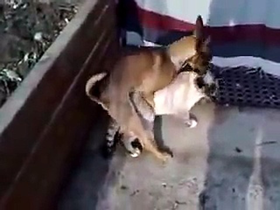 Dog Humps Cat - (Cat Likes It)