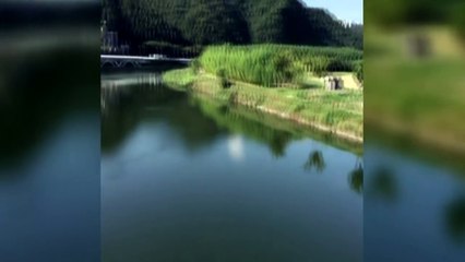 숭어는 지진을 예측했다?...줄지어 이동 모습 포착 / YTN (Yes! Top News)