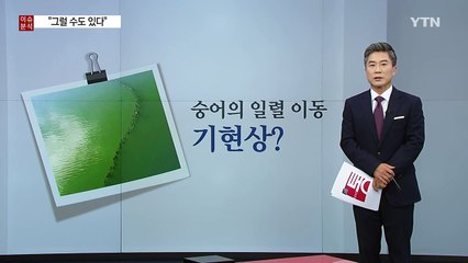 '일렬 이동' 숭어의 '기현상'?..."그럴 수도 있다" / YTN (Yes! Top News)