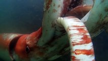 Giant squid makes rare appearance in Japanese port