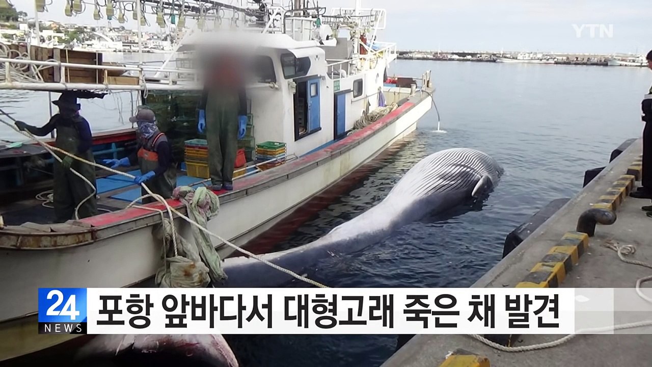 포항 앞바다서 대형고래 죽은 채 발견 / YTN (Yes! Top News)