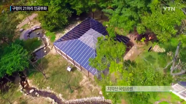 '멸종 위기' 구렁이 치악산에서 인공부화 / YTN (Yes! Top News)
