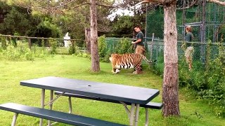 Tiger Video for Kids, Tigers for Children, Tiger Video