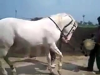 Whatsapp Funny Videos Amazing Horse Dance