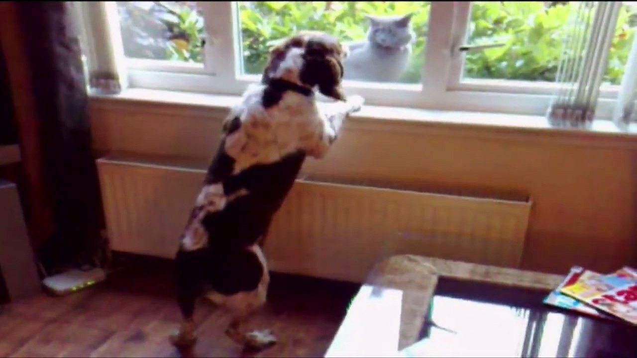 Quand nos animaux de compagnie patent en gros flippe! Compilation