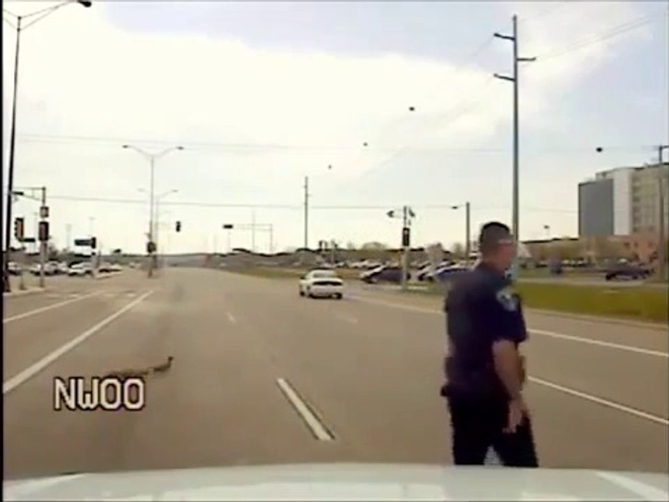 Ce policier fait la circulation ... pour des canards