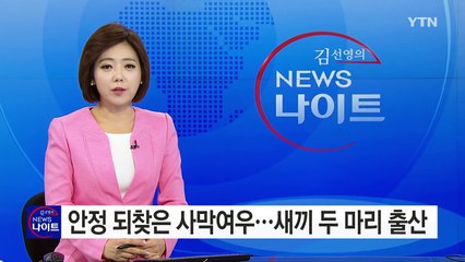 안정 되찾은 사막여우...새끼 두 마리 출산 / YTN (Yes! Top News)