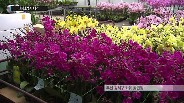 김영란법 꽃 취소 잇따라...화훼업계 타격 / YTN (Yes! Top News)