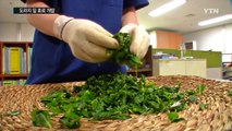 버려지던 도라지 잎...마시는 차로 개발 / YTN (Yes! Top News)