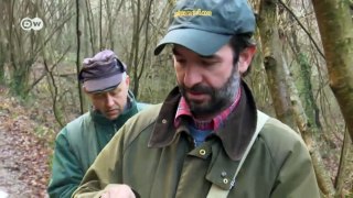 War over white truffles in Italy _ Focus on Europe-FRiWsY_jN6g