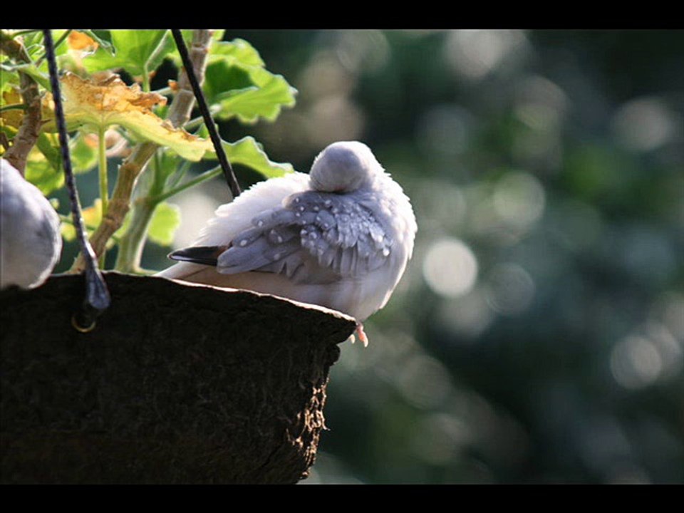 La Mulţi Ani Sfinte Ioane-Mirabela Dauer-Ioane,Ioane