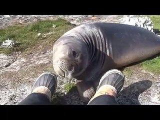Un éléphant de mer fait des tonneaux