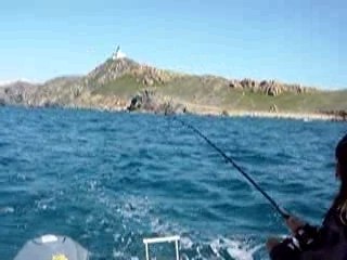 barracuda peche en corse ajaccio 6