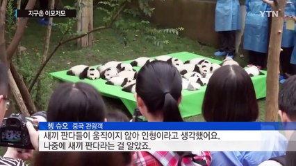 "인형이야, 동물이야?" 새끼 판다들 공개...허공에 멈춘 롤러코스터 '아찔' / YTN (Yes! Top News)