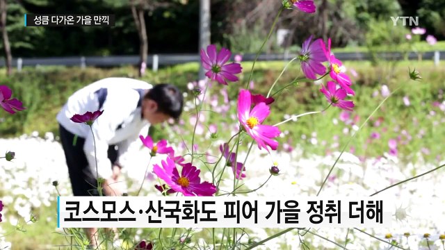 연휴 마지막 날...성큼 다가온 가을 만끽 / YTN (Yes! Top News)