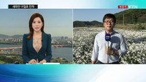 들꽃으로 가득 찬 강변...새하얀 구절초 만개 / YTN (Yes! Top News)