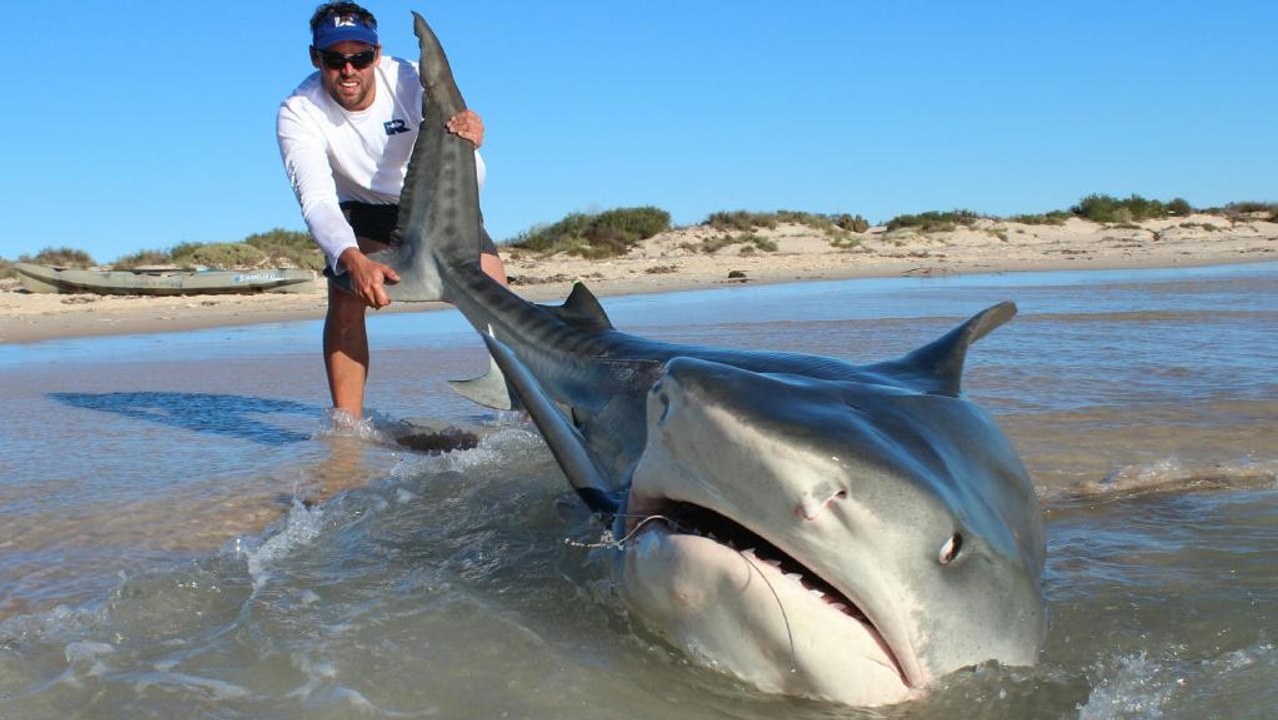 Monster Bull Shark from the Deep