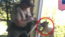 Bobcat attacks: video shows rabid bobcat attacks wildlife officer in Florida home