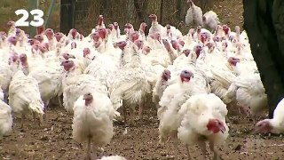 Can I Catch Bird Flu_ _ 30 STK _ NBC News