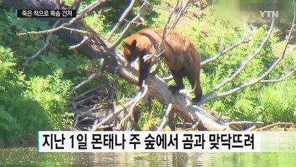 같은 곰에 두 번 습격 당하고도 살아난 사나이 / YTN (Yes! Top News)